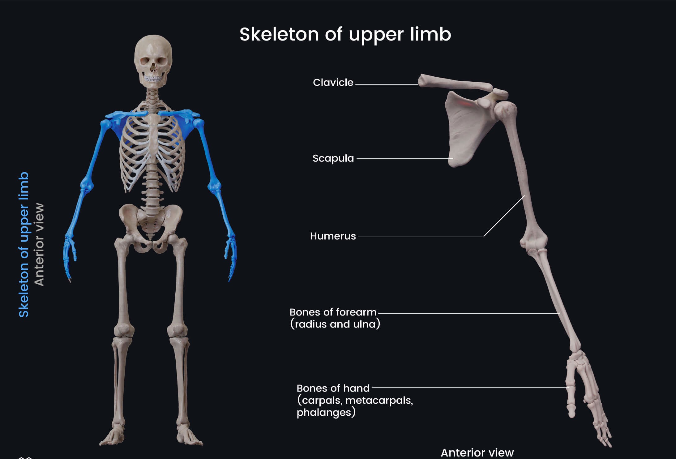 Gebe Orthotics & Prosthetic Services - Upper-Limb Prosthetics